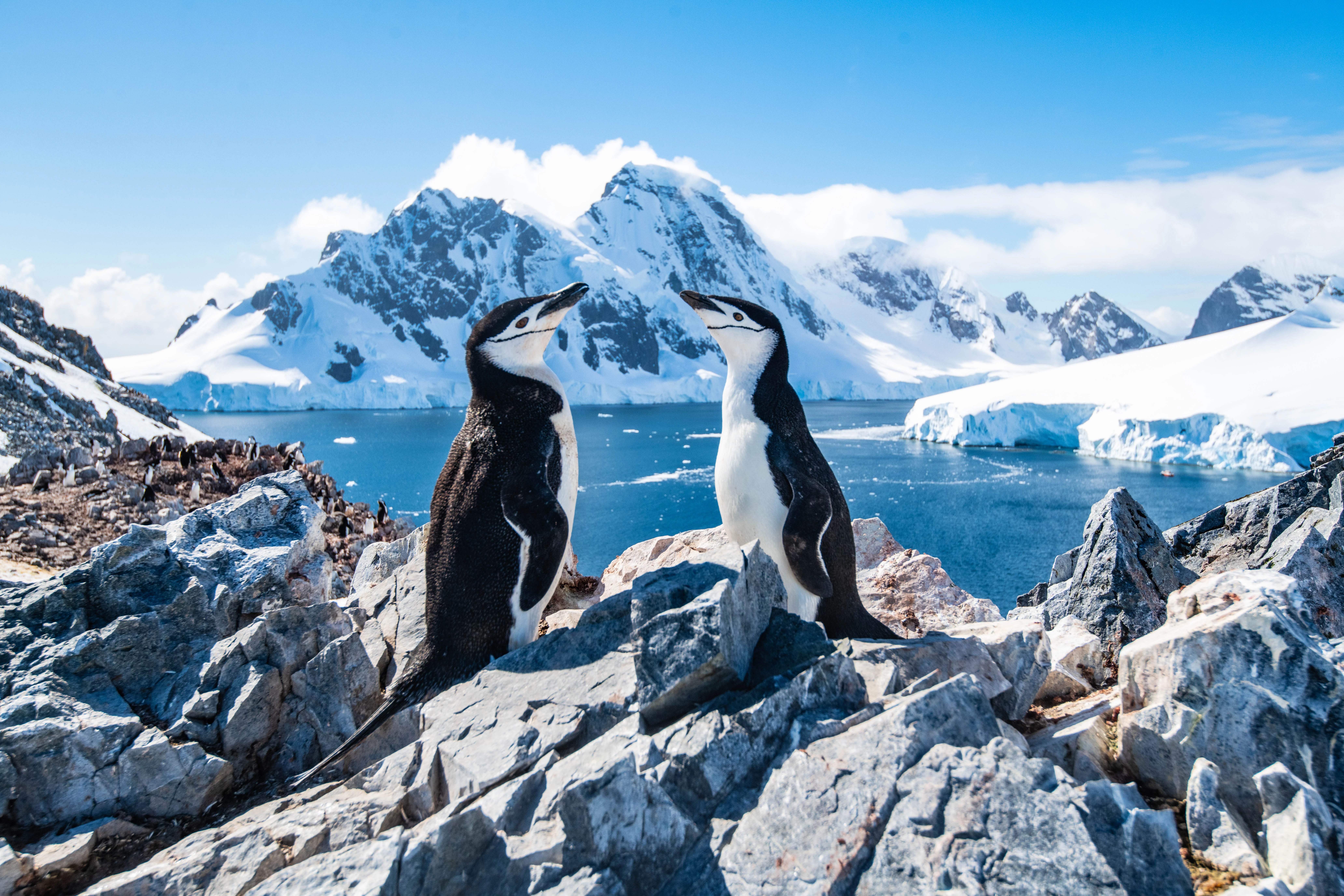 Антарктическое государство. Пингвины в Антарктиде. Антарктида материк пингвины. Антарктида Континент. Антарктический Пингвин.